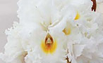 White Wedding